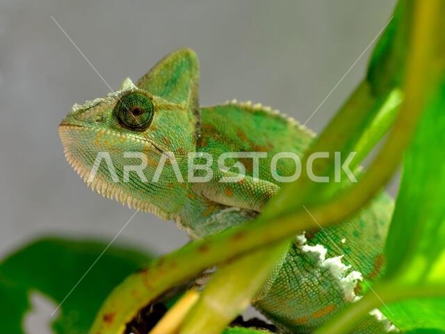 صورة مقرّبة لحرباء مقنّعة (Chamaeleo calyptratus) بين النباتات، وهي نوع من الحرباء موطنه الأصلي شبه الجزيرة العربية في اليمن والمملكة العربية السعودية.