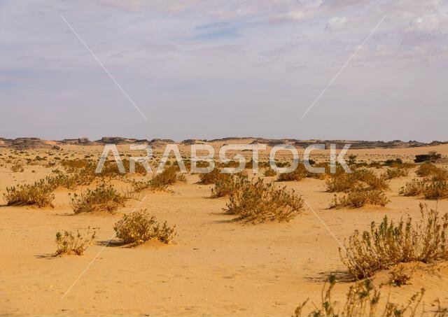 منظر طبيعي جاف في الصحراء، منطقة نجران، ثار، المملكة العربية السعودية