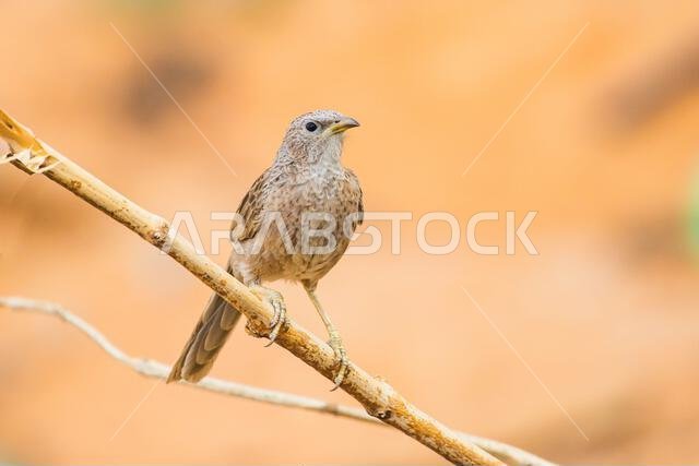 Arabian babbler (Argya squamiceps) close up in the United Arab Emirates.