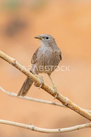 Arabian babbler (Argya squamiceps) close up in the United Arab Emirates.