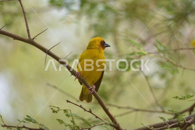 Masked weaver sitting alone