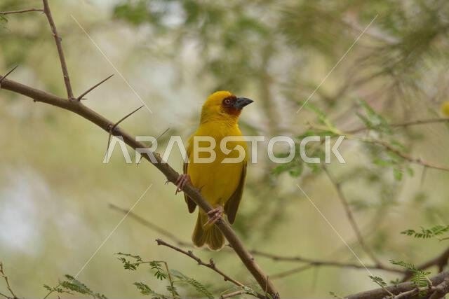 Masked weaver sitting alone