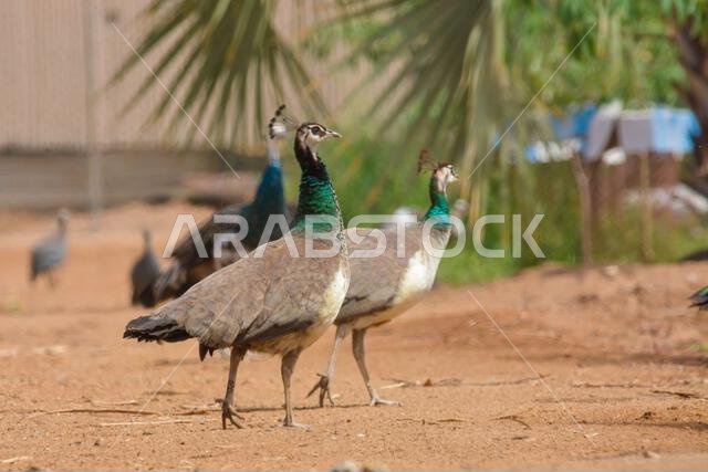 Peacock