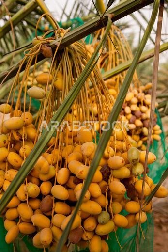 Some ripe dates on palm tree with green leaves