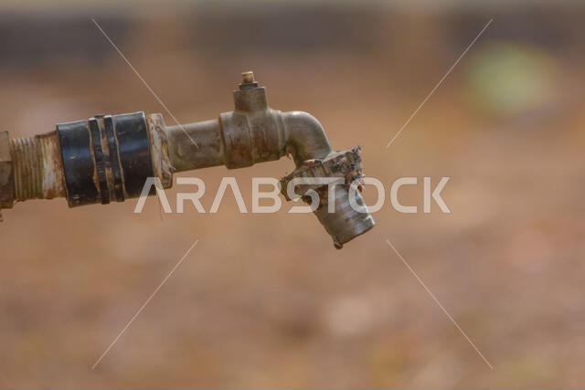 نحل العسل على صنبور الماء