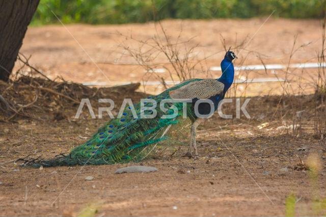 Peacock
