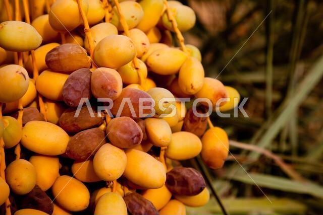 Some ripe dates on palm tree with green leaves