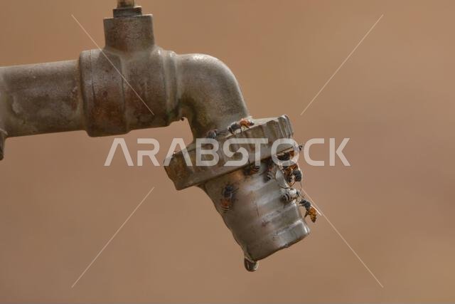 Honeybees on water tap