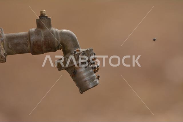 نحل العسل على صنبور الماء