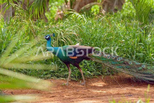 Peacock