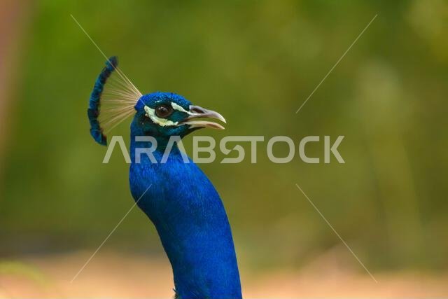 Peacock close up head shot