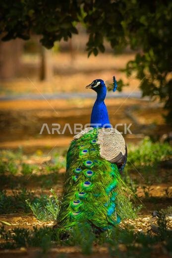 Peacock