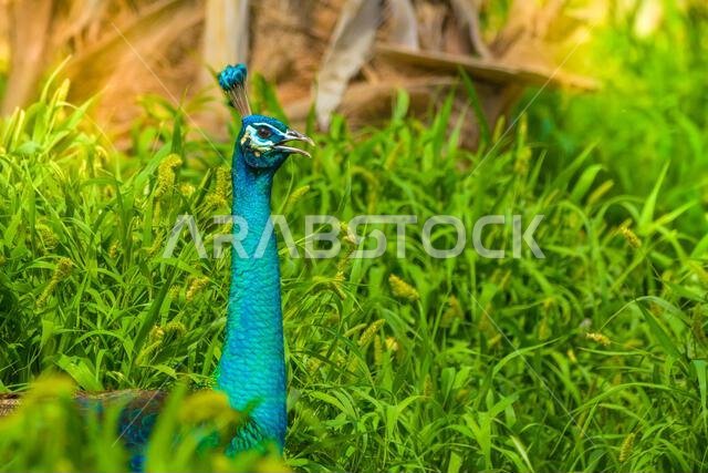 Peacock close up head shot