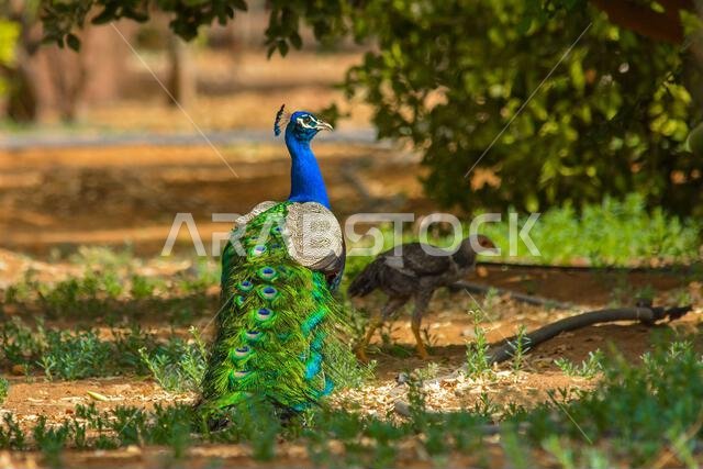 Peacock
