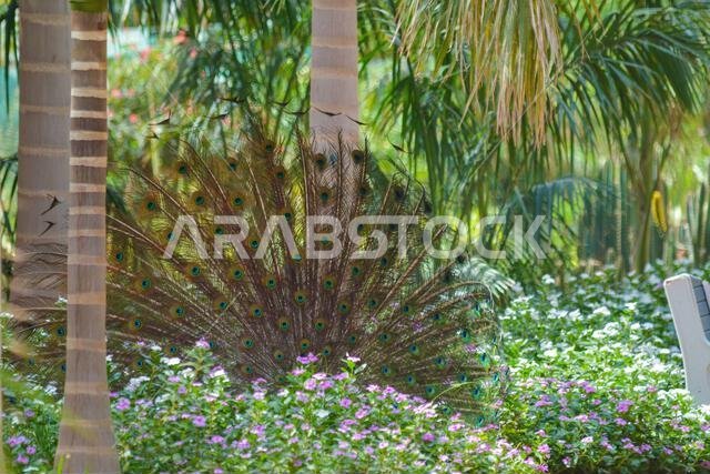 Dancing peacock