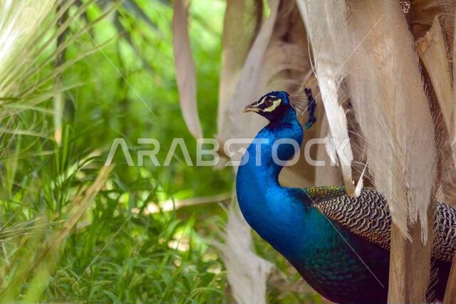 Peacock close up head shot