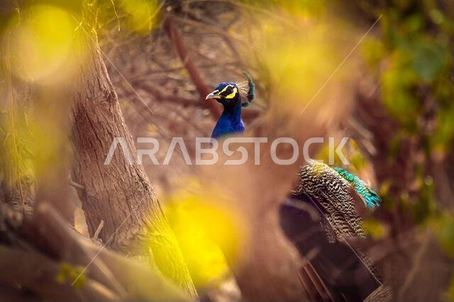 Peacock