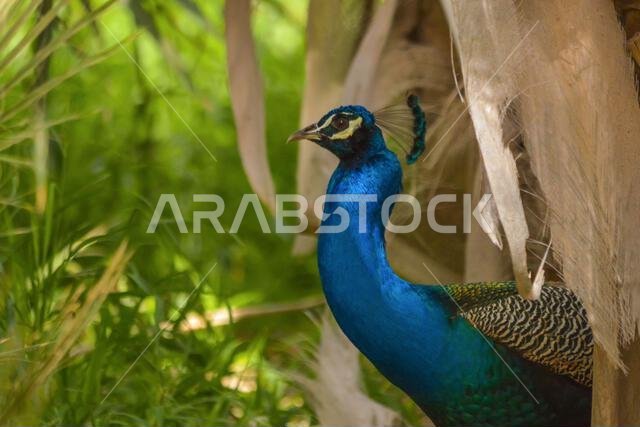 Peacock close up head shot
