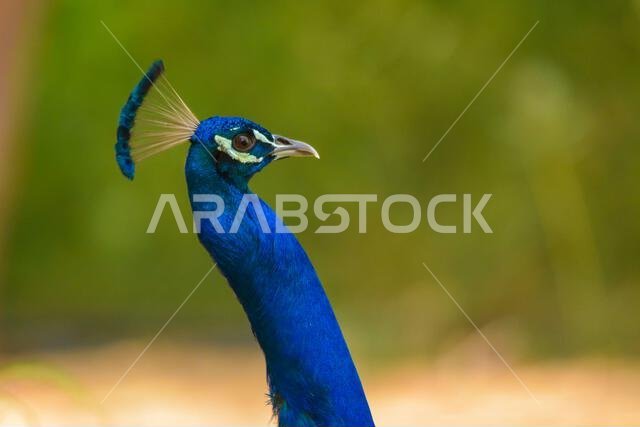 Peacock close up head shot