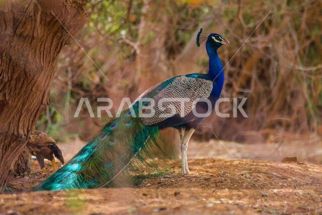 Peacock