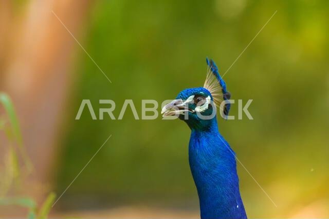 Peacock close up head shot