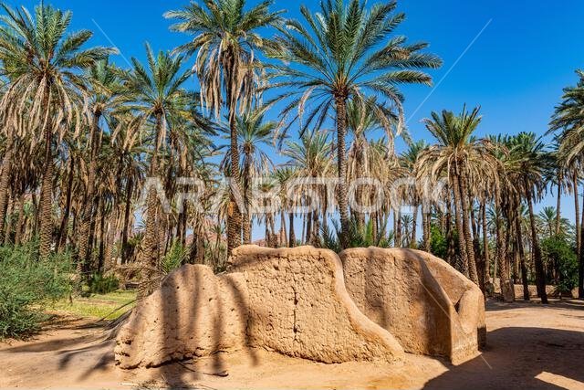 واحة العلا، المملكة العربية السعودية، الشرق الأوسط واحة العلا، المملكة العربية السعودية، الشرق الأوسط