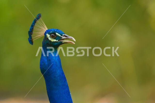 Peacock close up head shot