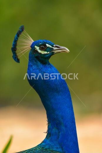 Peacock close up head shot