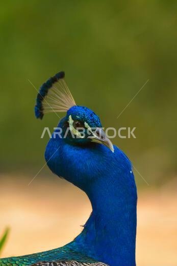 Peacock close up head shot