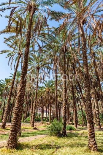 واحة العلا، المملكة العربية السعودية، الشرق الأوسط