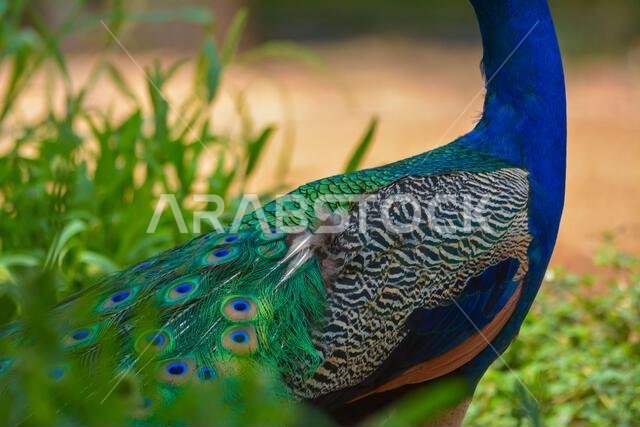 Peacock close up shot, body and fethers