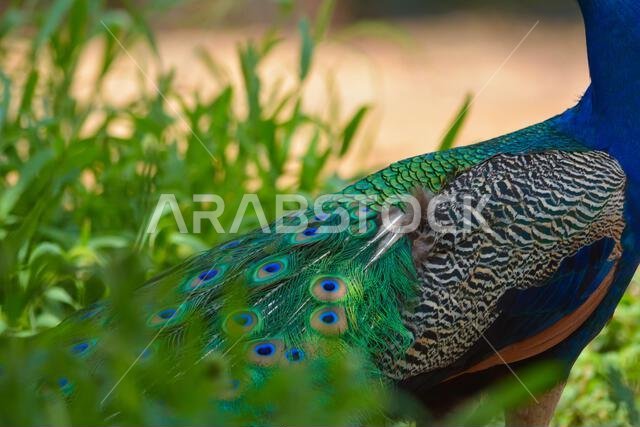 Peacock close up shot, body and fethers