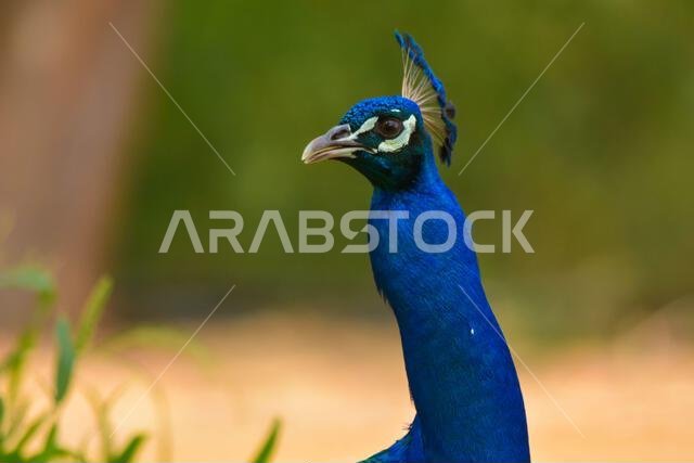 Peacock close up head shot