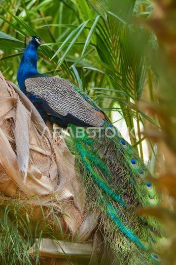 Peacock back poss