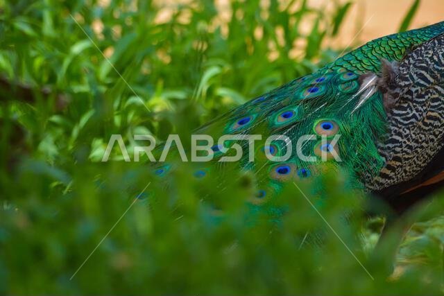 Peacock close up shot, body and fethers