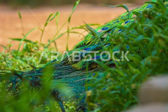 Peacock close up shot, body and fethers