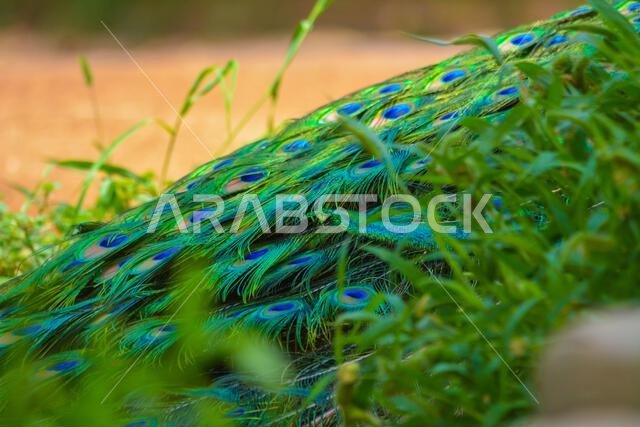 Peacock close up shot, body and fethers