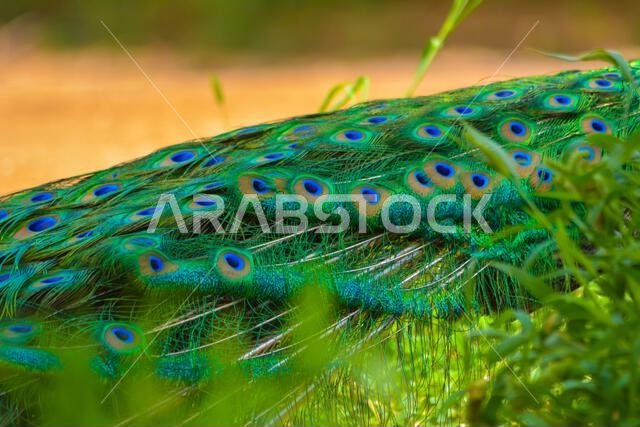Peacock close up shot, body and fethers