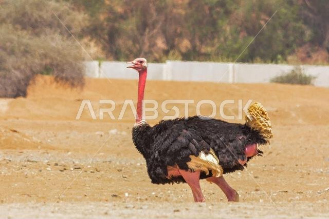 Common ostrich male