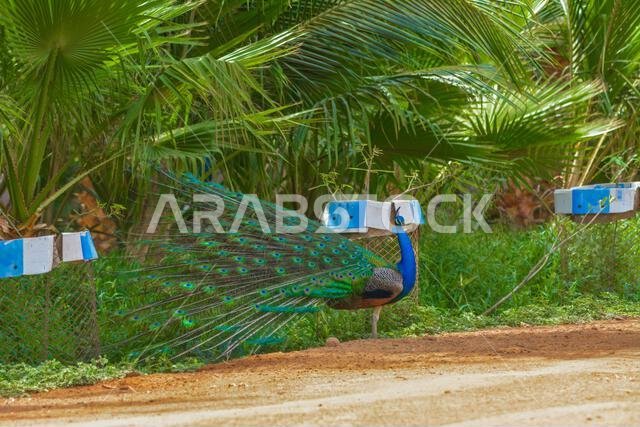 Dancing peacock