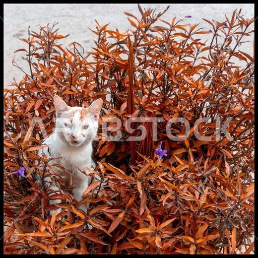 Cat in planter - colourful bordered