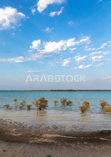 Empty beach with mangrove, Jazan Province, Farasan, Saudi Arabia Empty beach with mangrove, Jazan Province, Farasan, Saudi Arabia