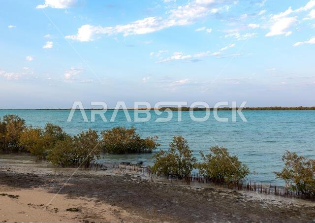 شاطئ خالٍ تغطيه أشجار المانغروف، منطقة جازان، فرسان، المملكة العربية السعودية