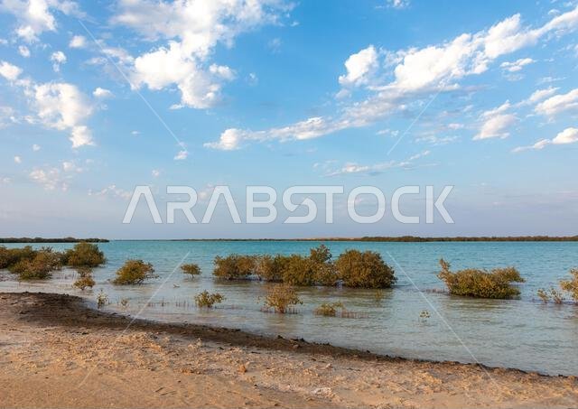شاطئ خالٍ تغطيه أشجار المانغروف، منطقة جازان، فرسان، المملكة العربية السعودية شاطئ خالٍ تغطيه أشجار المانغروف، منطقة جازان، فرسان، المملكة العربية السعودية