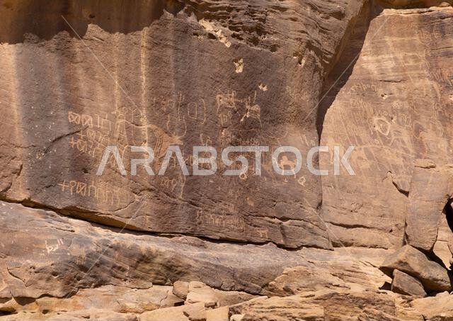 Petroglyphs on a rock depicting cows, Najran Province, Thar, Saudi Arabia