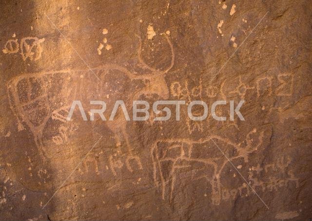 Petroglyphs on a rock depicting cows, Najran Province, Thar, Saudi Arabia Petroglyphs on a rock depicting cows, Najran Province, Thar, Saudi Arabia