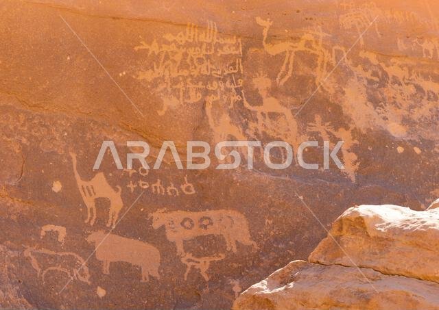 نقوش صخرية على صخرة تصور أبقارًا وجمالًا، منطقة نجران، ثار، المملكة العربية السعودية