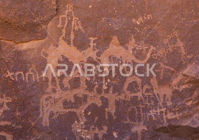 نقوش صخرية على صخرة تصور جمالاً وأبقاراً، منطقة نجران، ثار، المملكة العربية السعودية