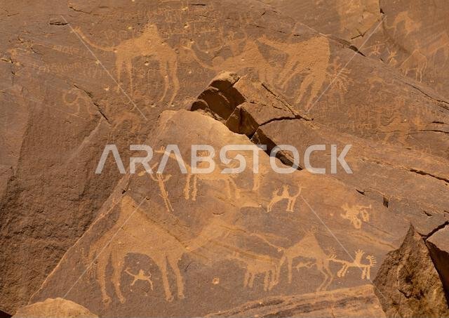 Petroglyphs on a rock depicting camels, Najran Province, Thar, Saudi Arabia