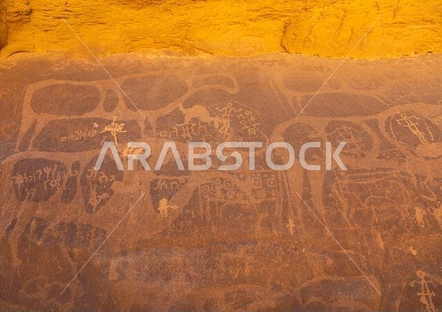 Petroglyphs on a rock depicting cows, Najran Province, Thar, Saudi Arabia